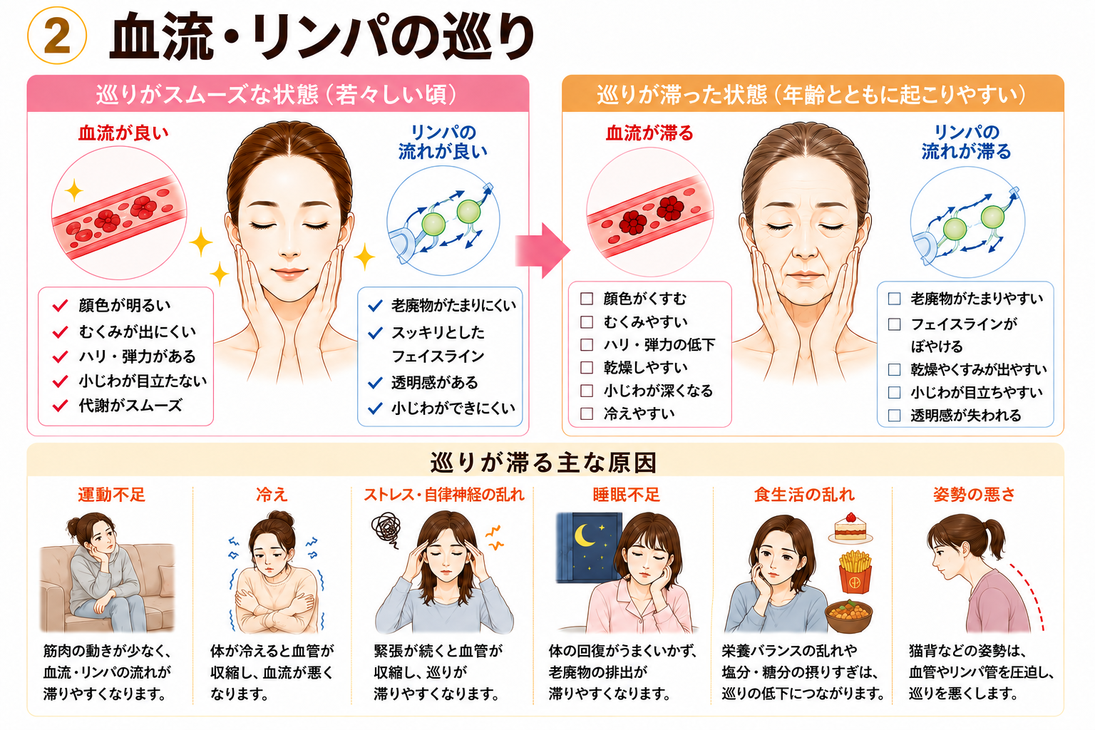 血流とリンパの巡りと肌のハリの関係