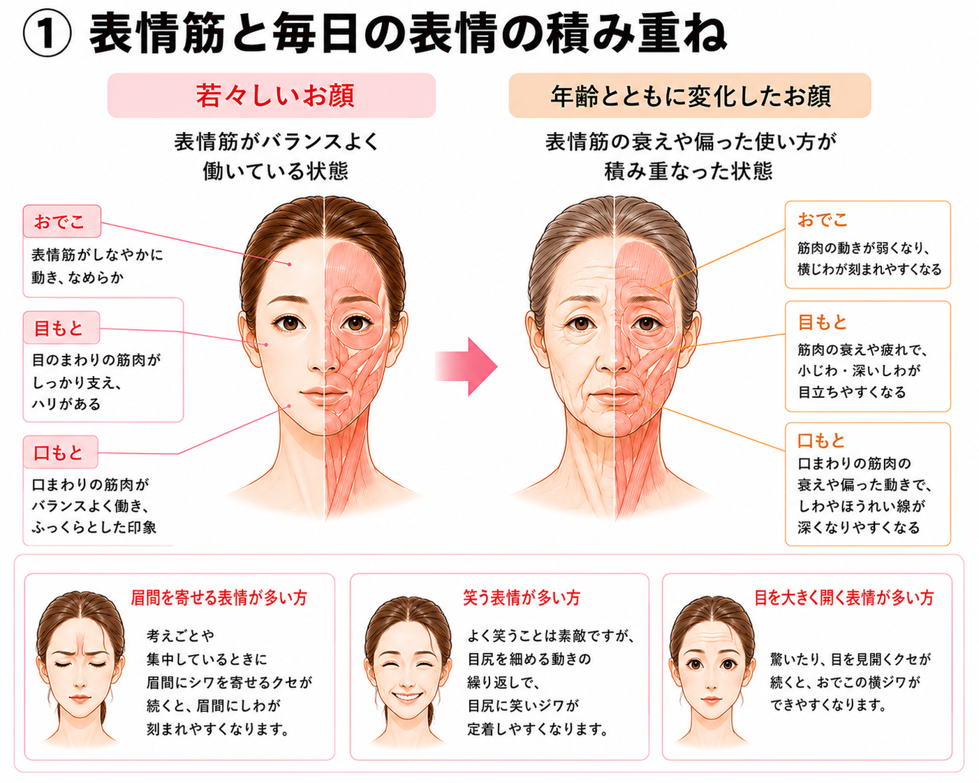 表情筋と日々の表情がしわに関係する図