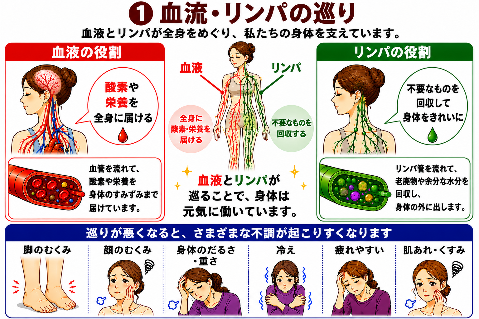 血流とリンパの役割、全身の巡りとむくみの関係を示す図解