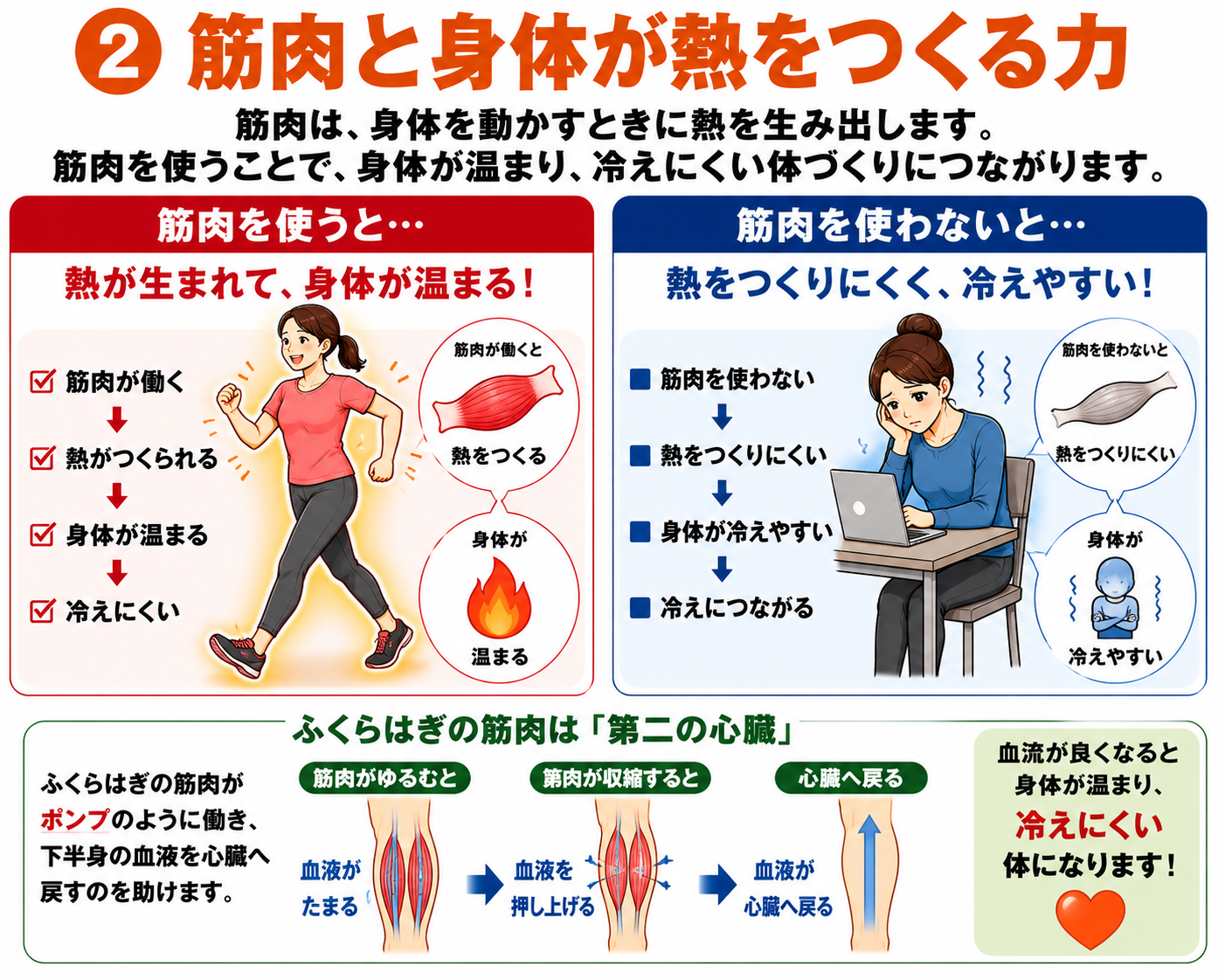 筋肉が熱を生み巡りを支える関係